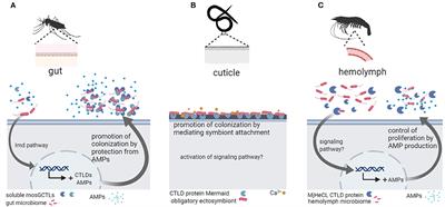 Receptors Mediating Host-Microbiota Communication in the Metaorganism: The Invertebrate Perspective